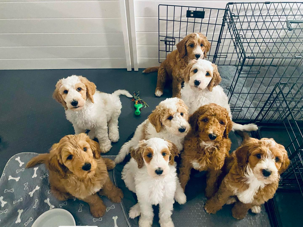 Reputable Goldendoodle Breeders