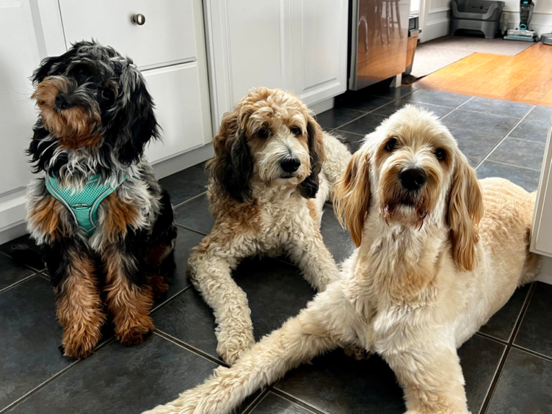 Top 10 Best Goldendoodle Breeders In Maine (ME)