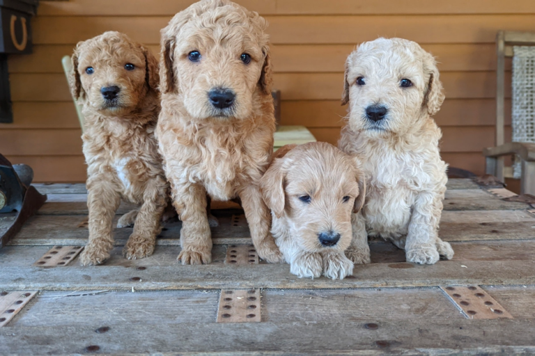 Top 10 Best Goldendoodle Breeders In Maine (ME)