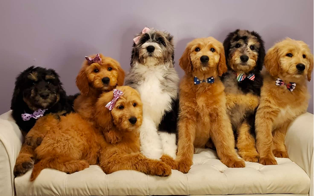 Goldendoodle Puppies For Sale in Kentucky
