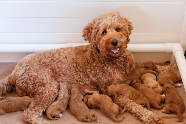 Goldendoodle Puppies in Kentucky