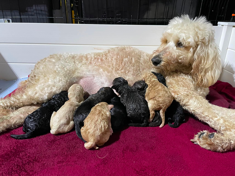 Goldendoodle Puppies in Mississippi 