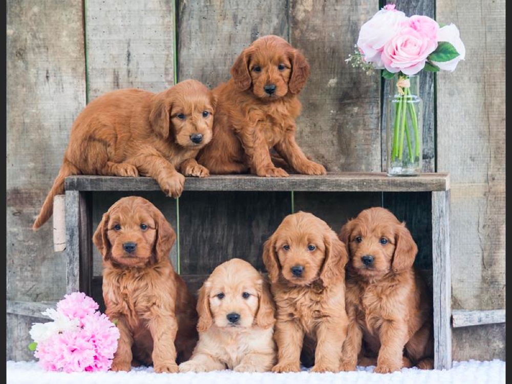 Goldendoodle Puppies for sale in Tennessee