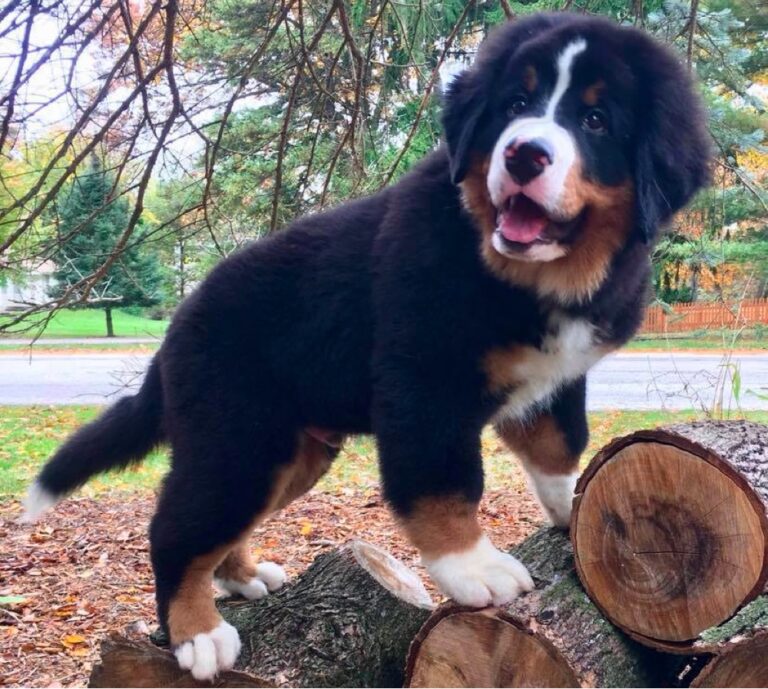 Top 7 Best Bernese Mountain Dog Breeders in Illinois (IL)