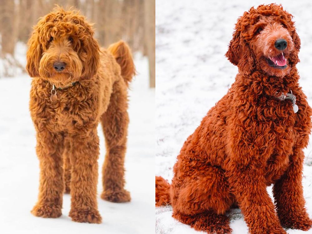 apricot vs red goldendoodle