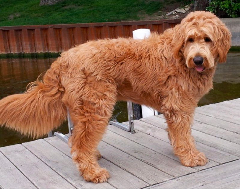 full grown apricot goldendoodle
