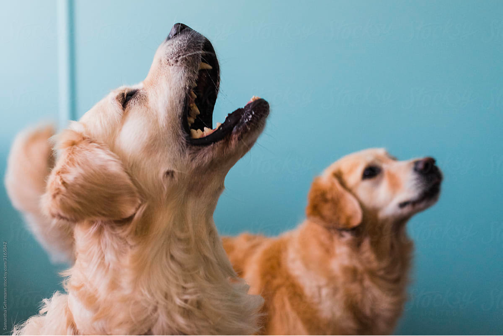 Do Golden Retrievers bark a lot?