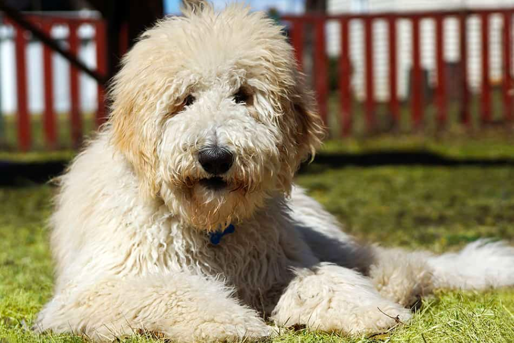 10 year old goldendoodle