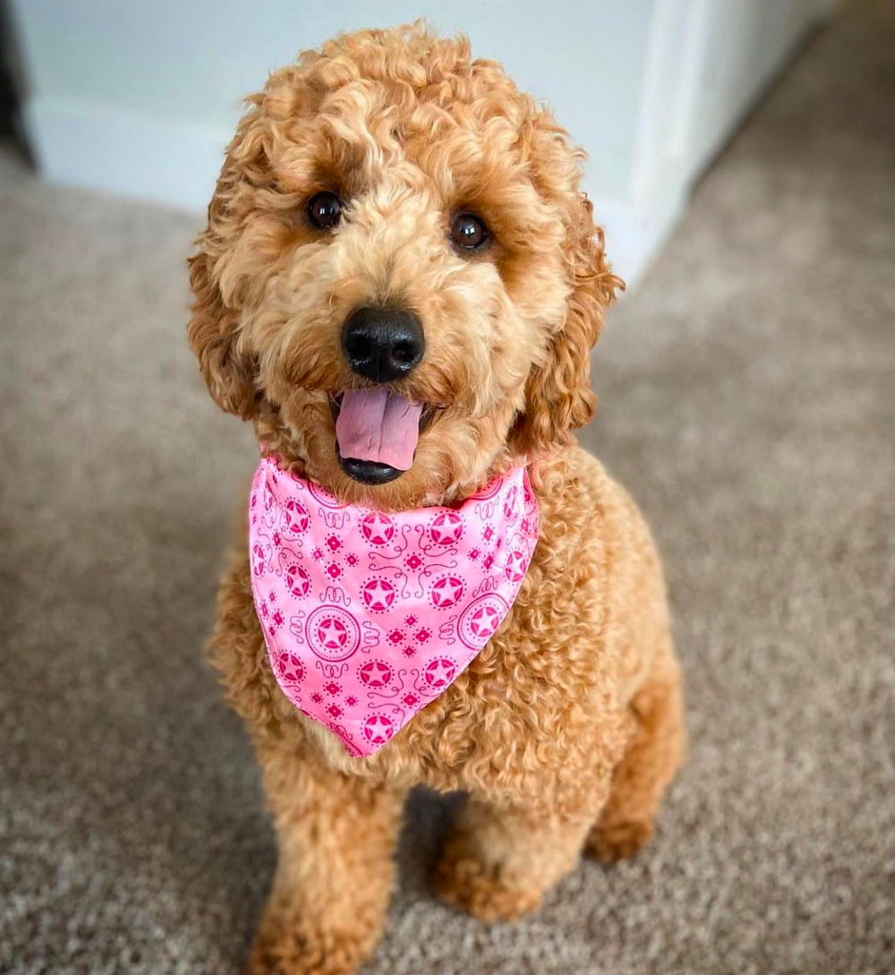 Apricot English Goldendoodle