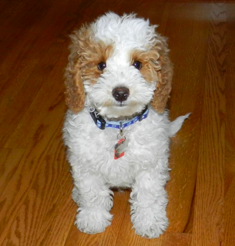Apricot and White Goldendoodle