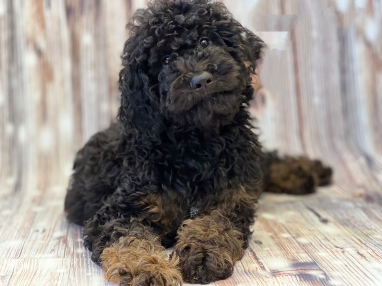 What is A Phantom Goldendoodle?