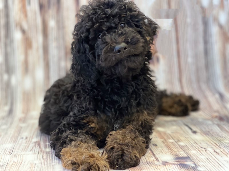 Black Phantom Goldendoodle