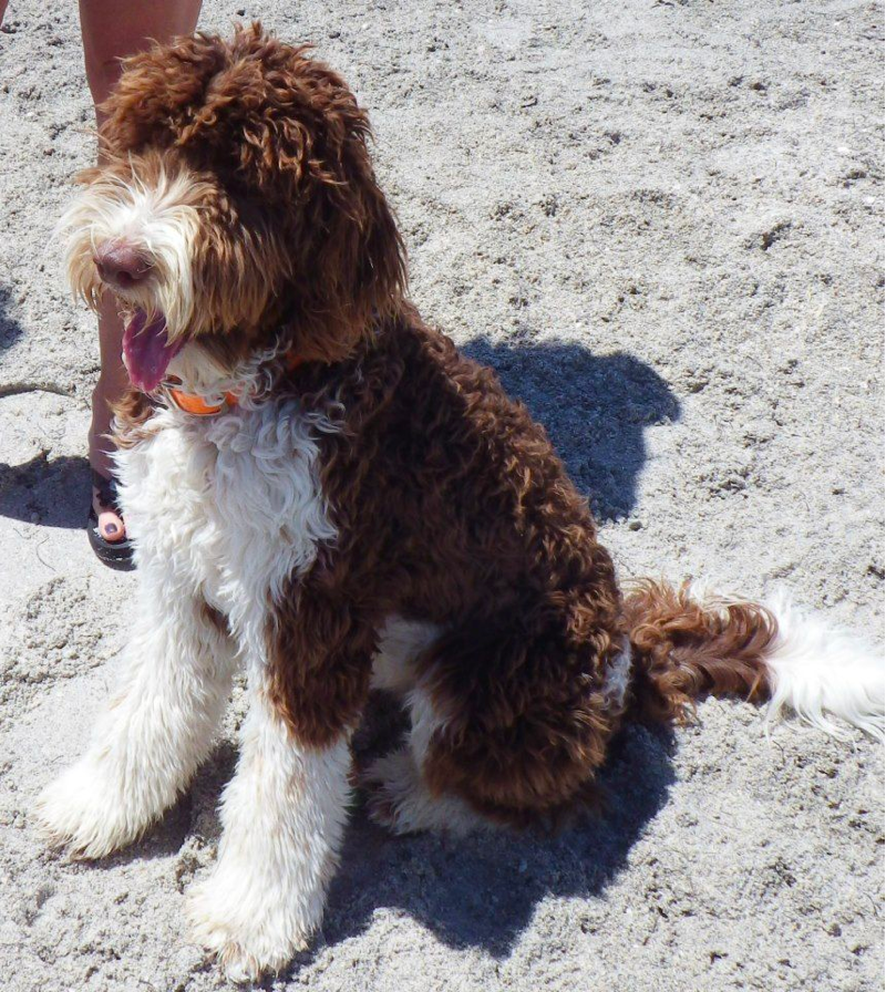 Brown and White Parti Goldendoodle