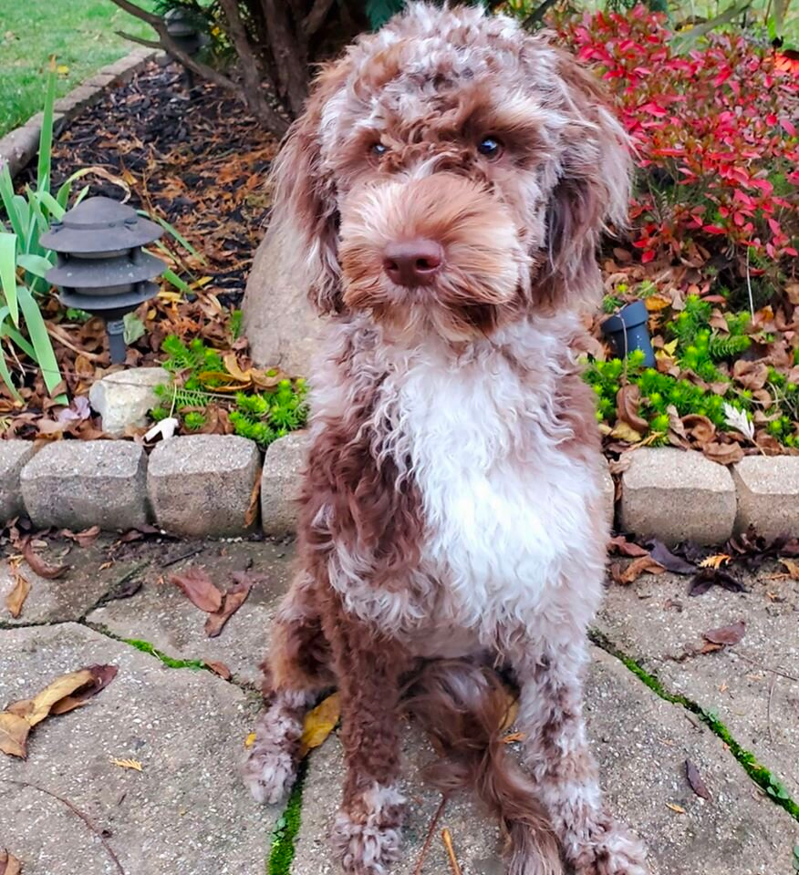 Chocolate discount merle goldendoodle