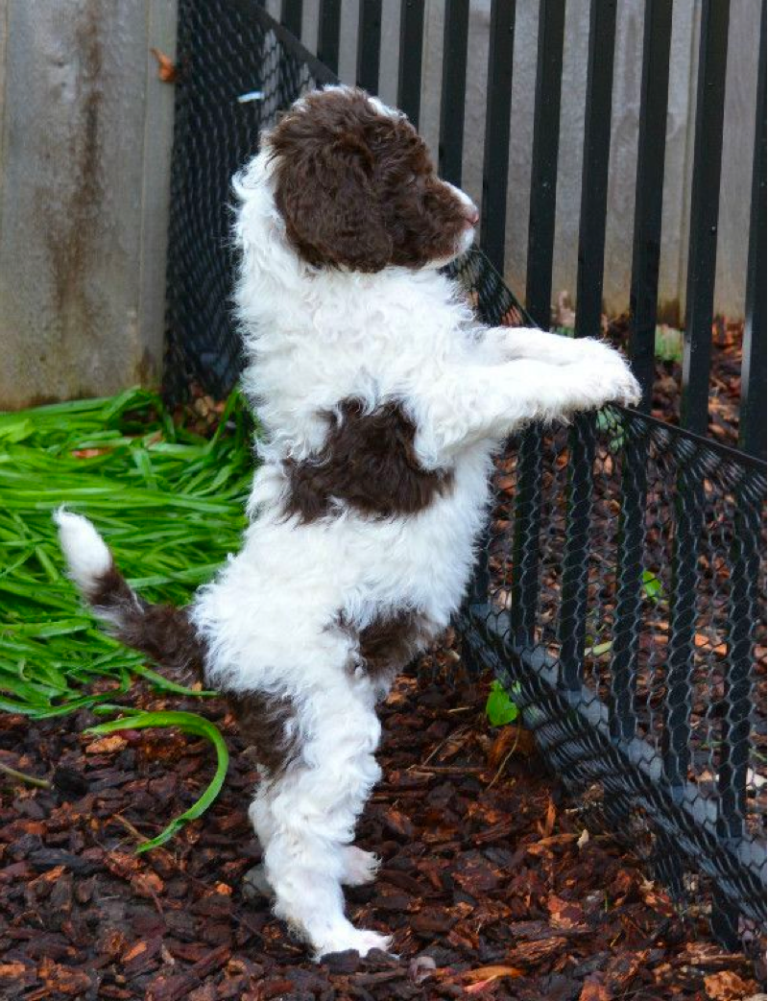 White Goldendoodles Top 8 Most Popular Color Variations white-goldendoodles-top-8-most-popular-color-variations