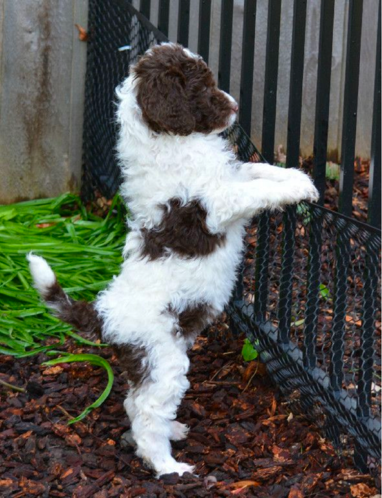 Chocolate and White Goldendoodle