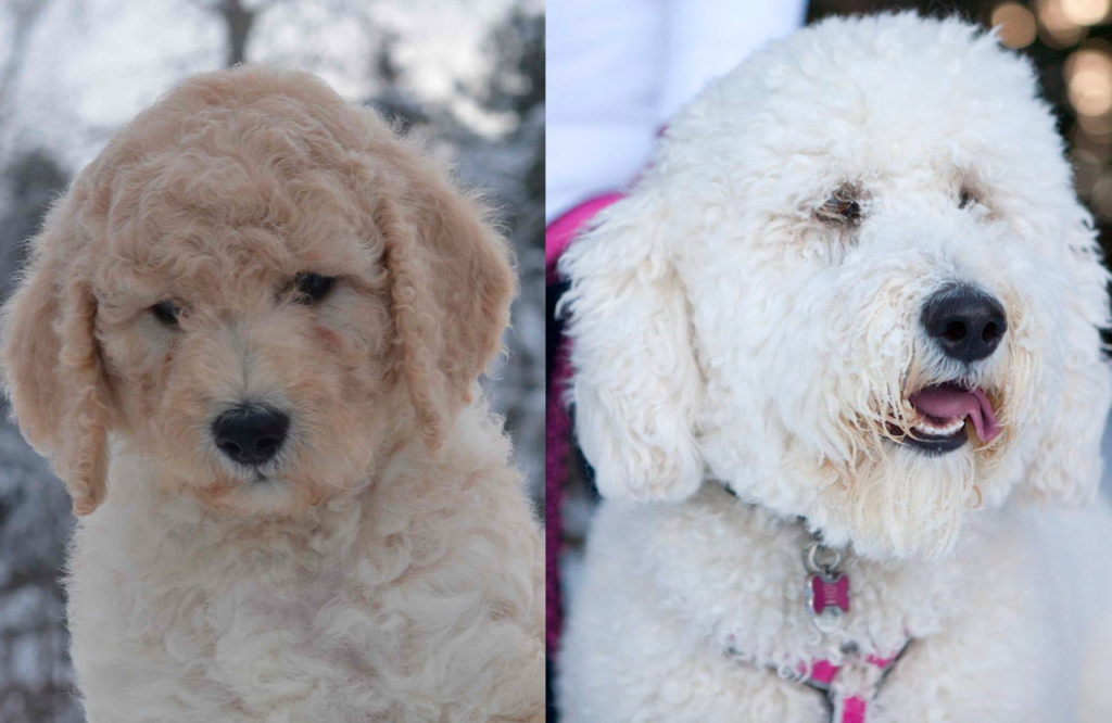 Curly Coat Goldendoodles