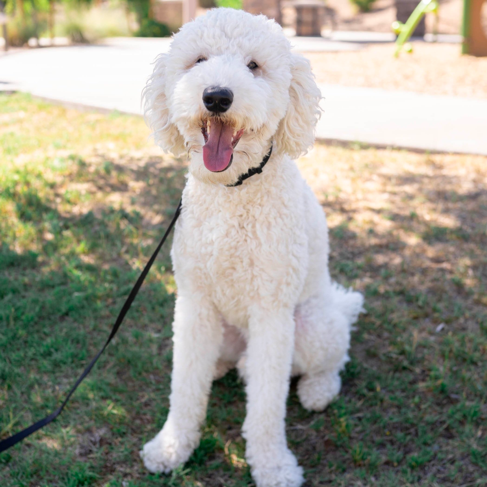 Curly White Coat Goldendoodle