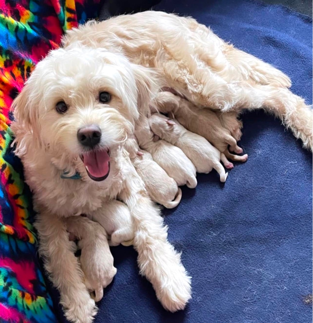 English Petite Goldendoodle puppies for sale