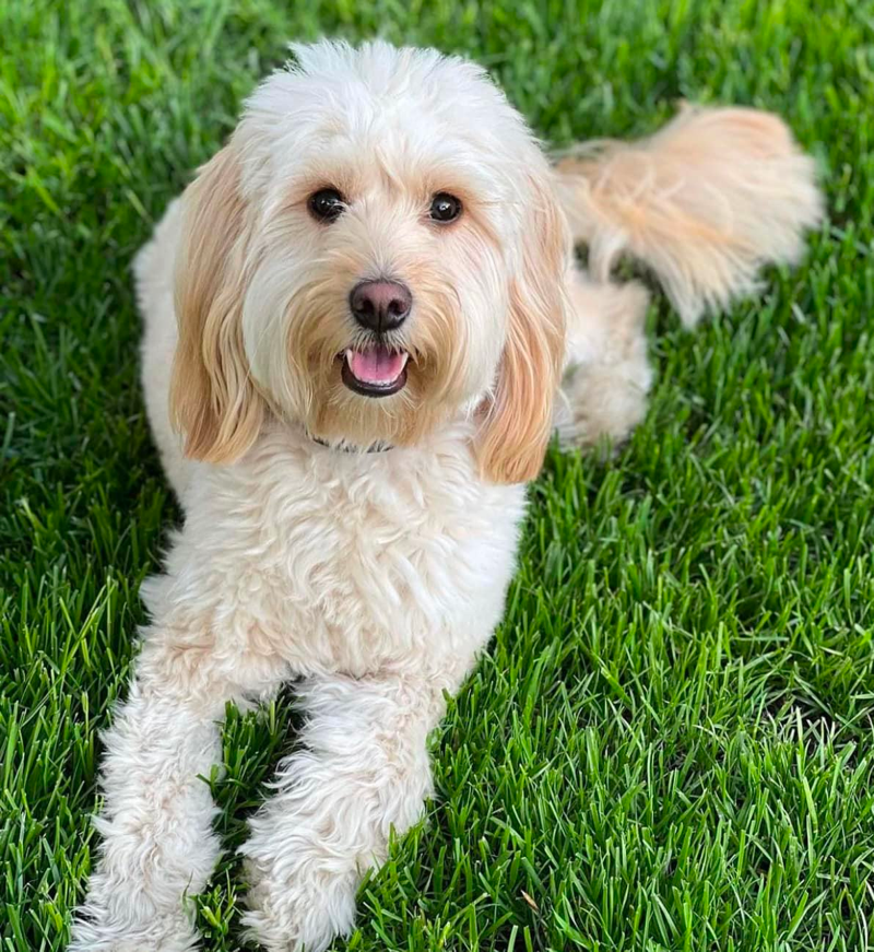 English Teddybear Goldendoodle