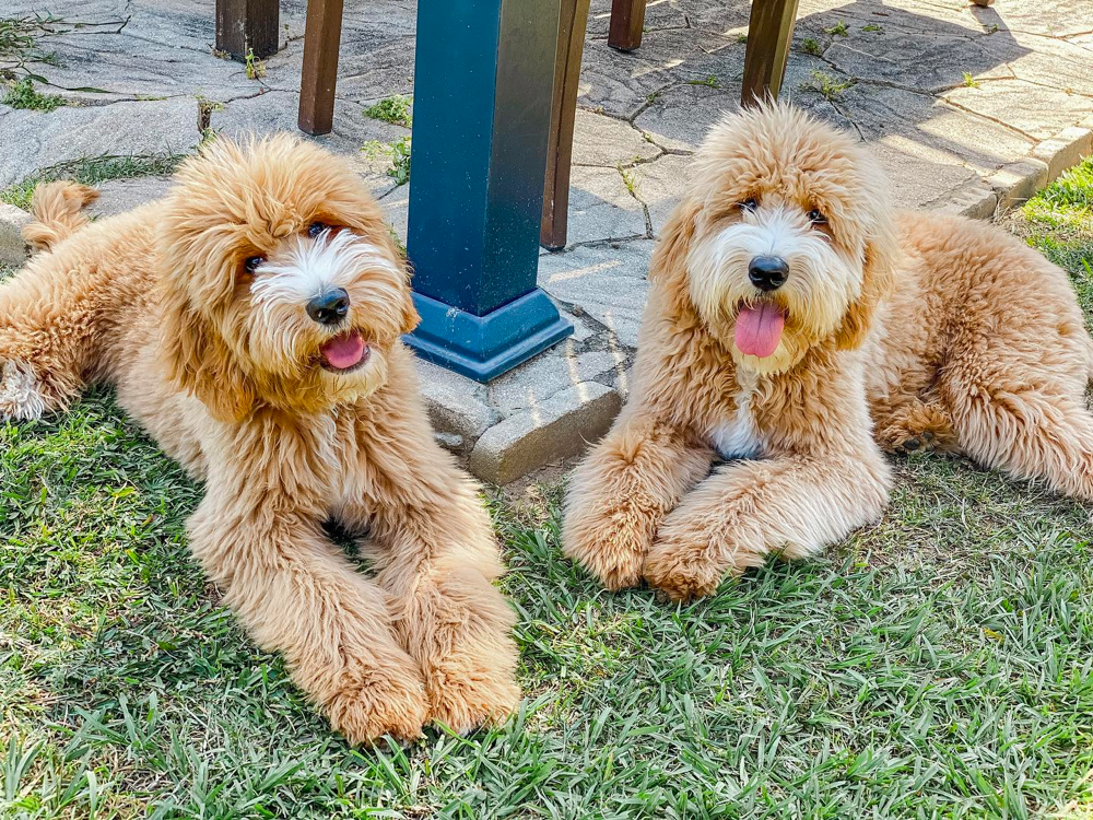 F1B Large English Teddybear Goldendoodle