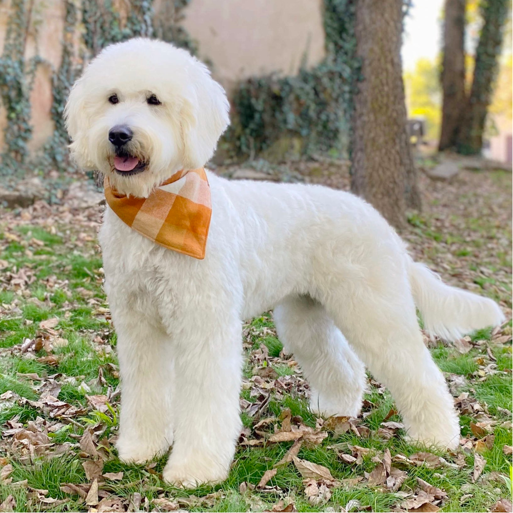 Full Grown White Goldendoodle