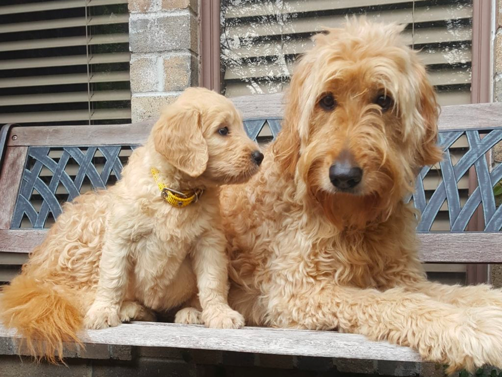 How Long Do Goldendoodles Live?