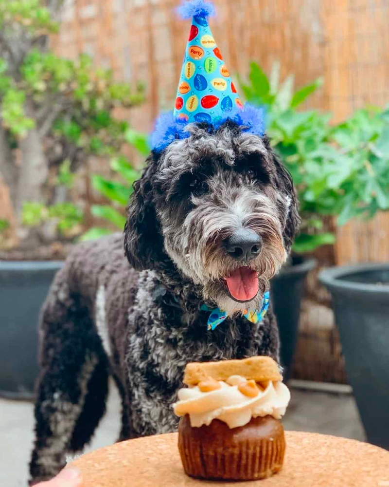 How Long Do Merle Goldendoodles Live