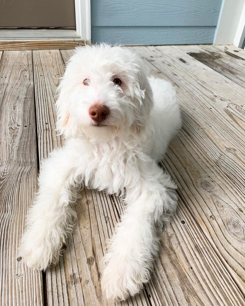 Mini White Goldendoodle