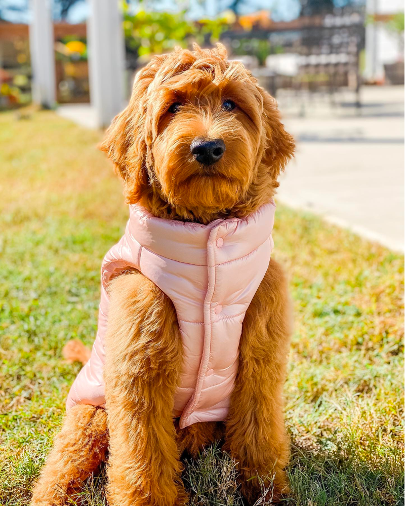 Moyen English Goldendoodle