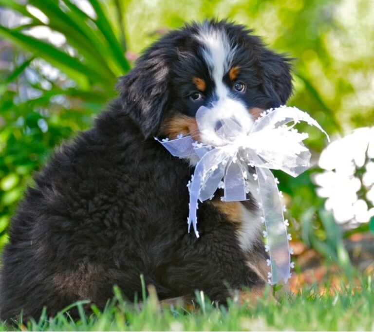 Top 3 Best Bernese Mountain Dog Breeders in Massachusetts (MA)