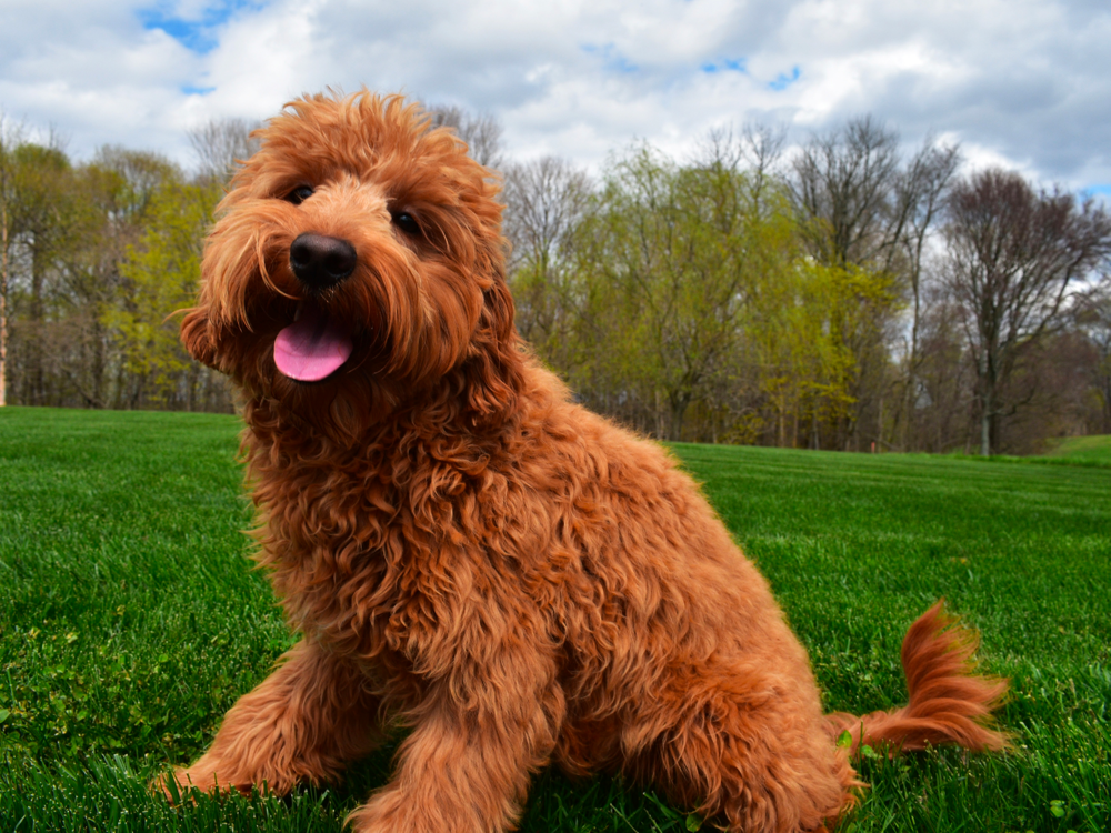 Petite Multi-Gen English Goldendoodles