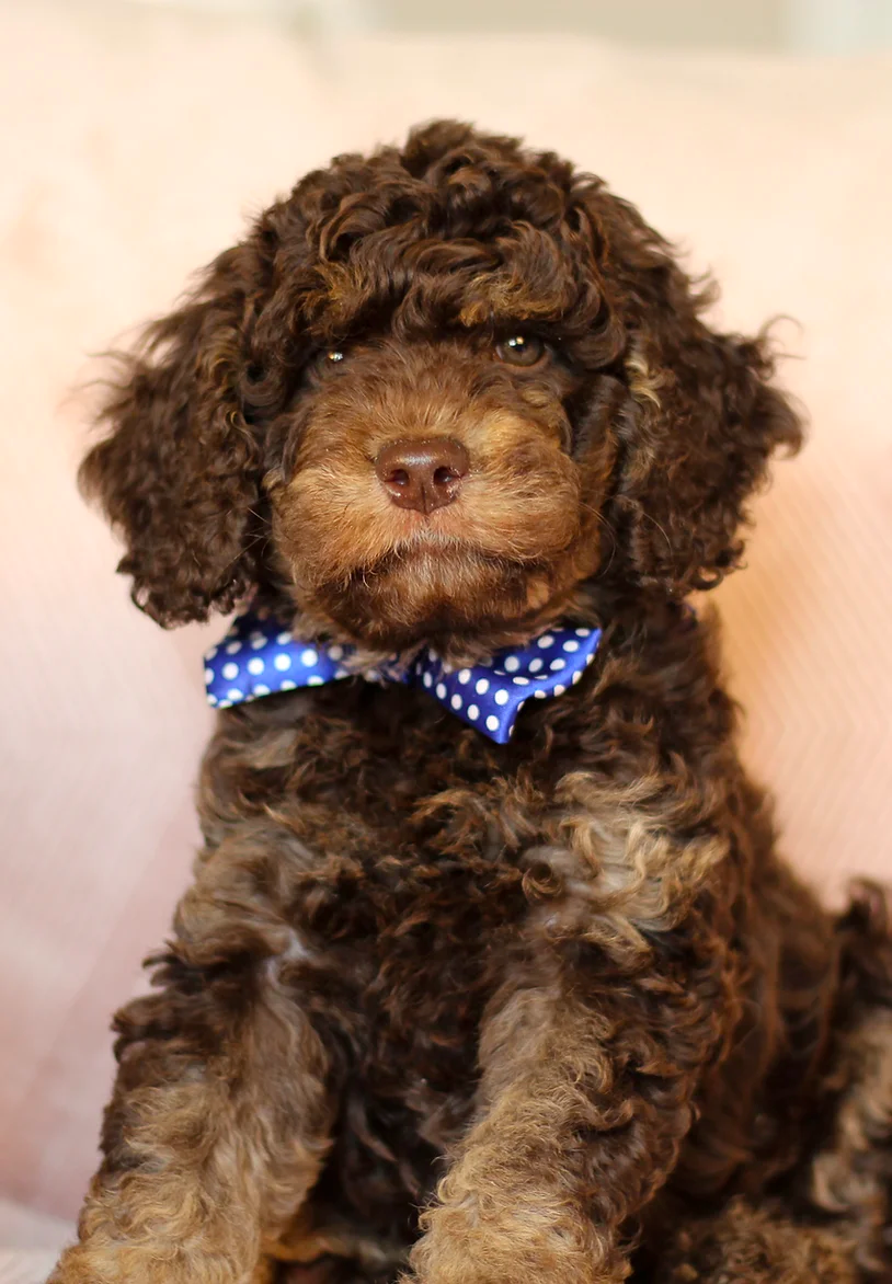 Phantom Goldendoodle Puppy