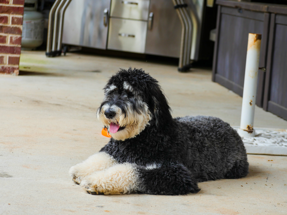 Phantom Goldendoodle