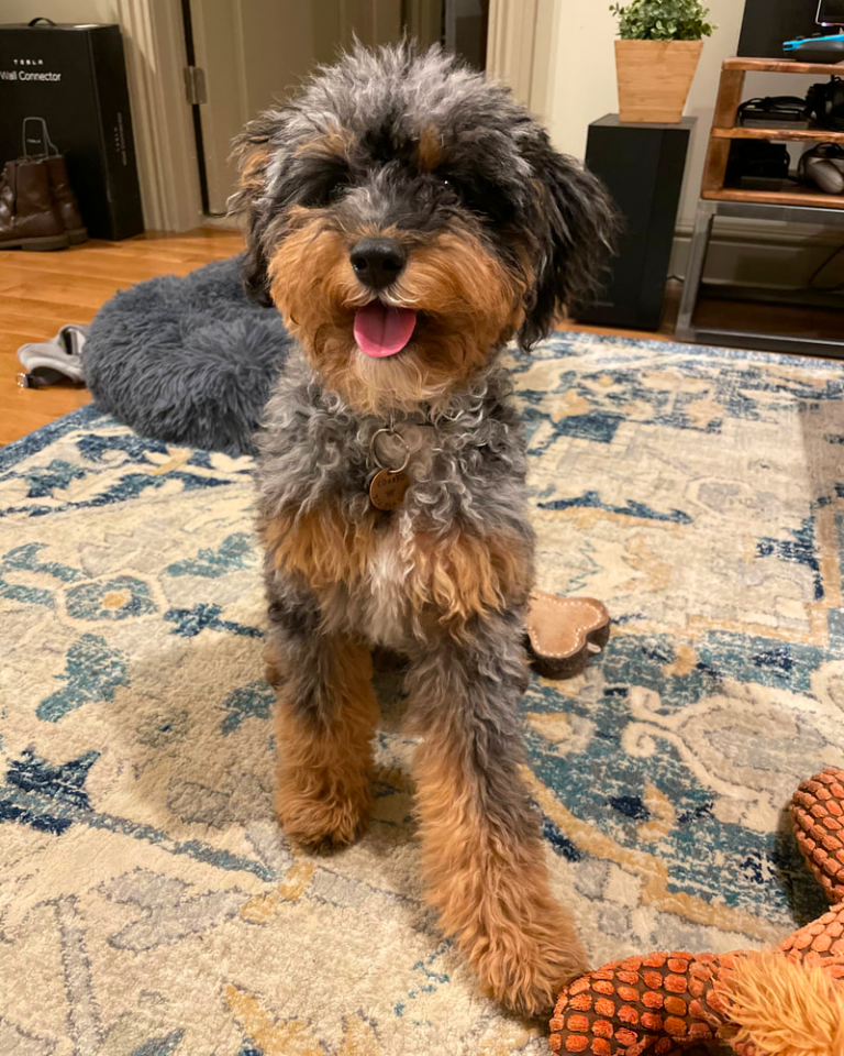 What is A Merle Goldendoodle?