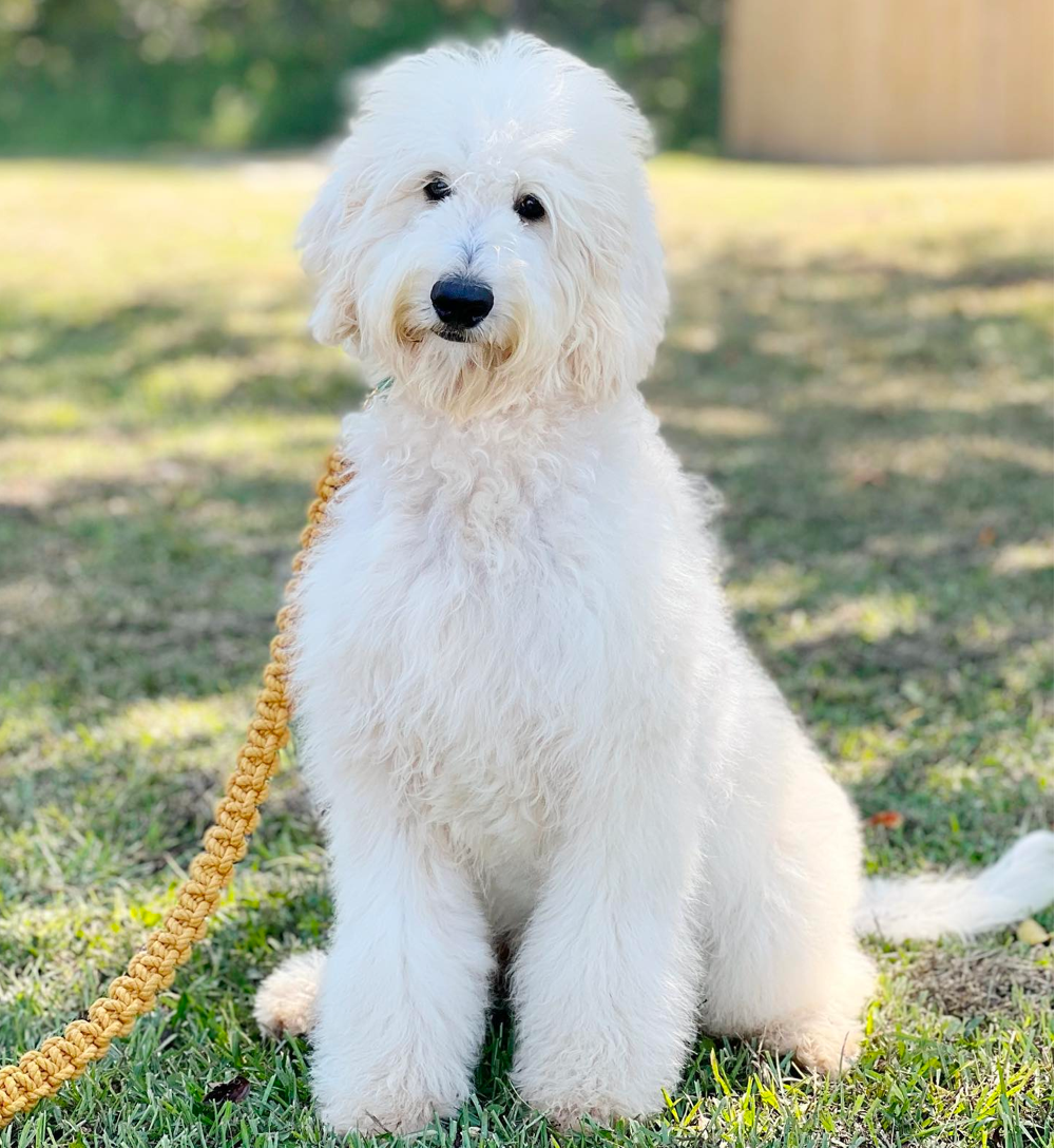 Standard English Goldendoodle