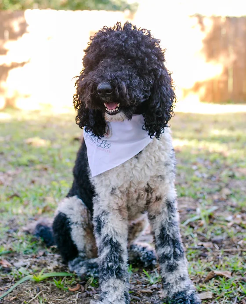 black and white parti goldendoodle