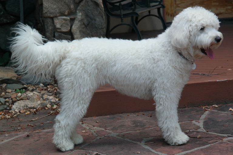 White Goldendoodles Top 8 Most Popular Color Variations