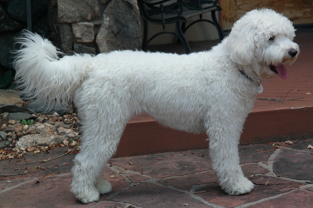 Wavy White Coat Goldendoodle