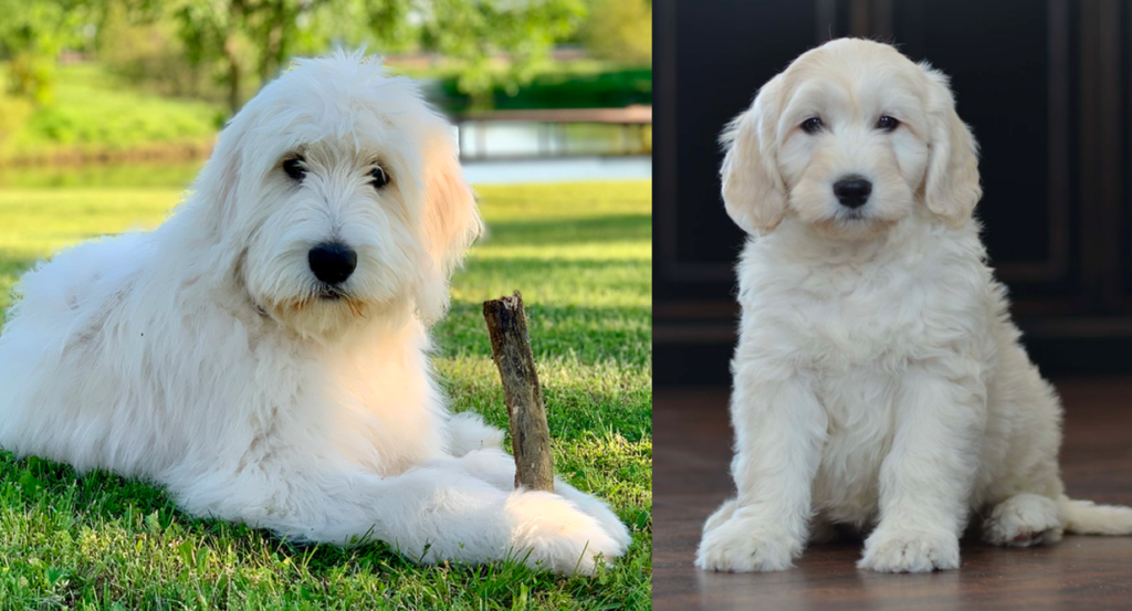 White Goldendoodle vs Cream Goldendoodle