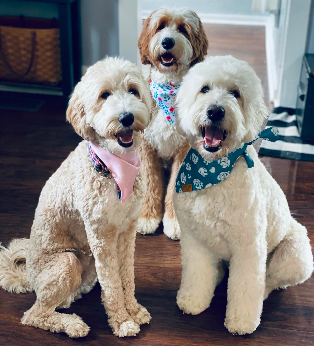 average goldendoodle lifespan