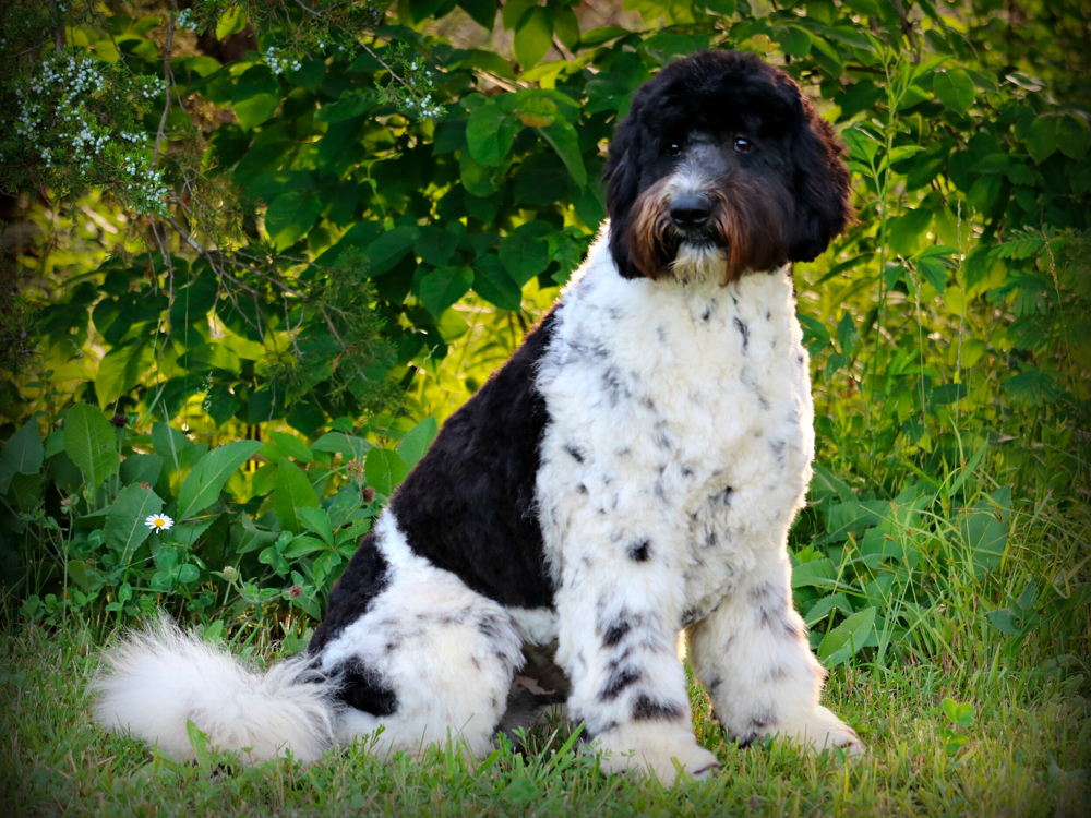 english parti goldendoodle