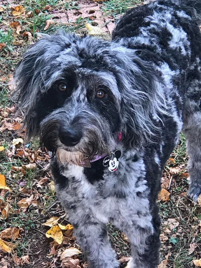 Merle Goldendoodle