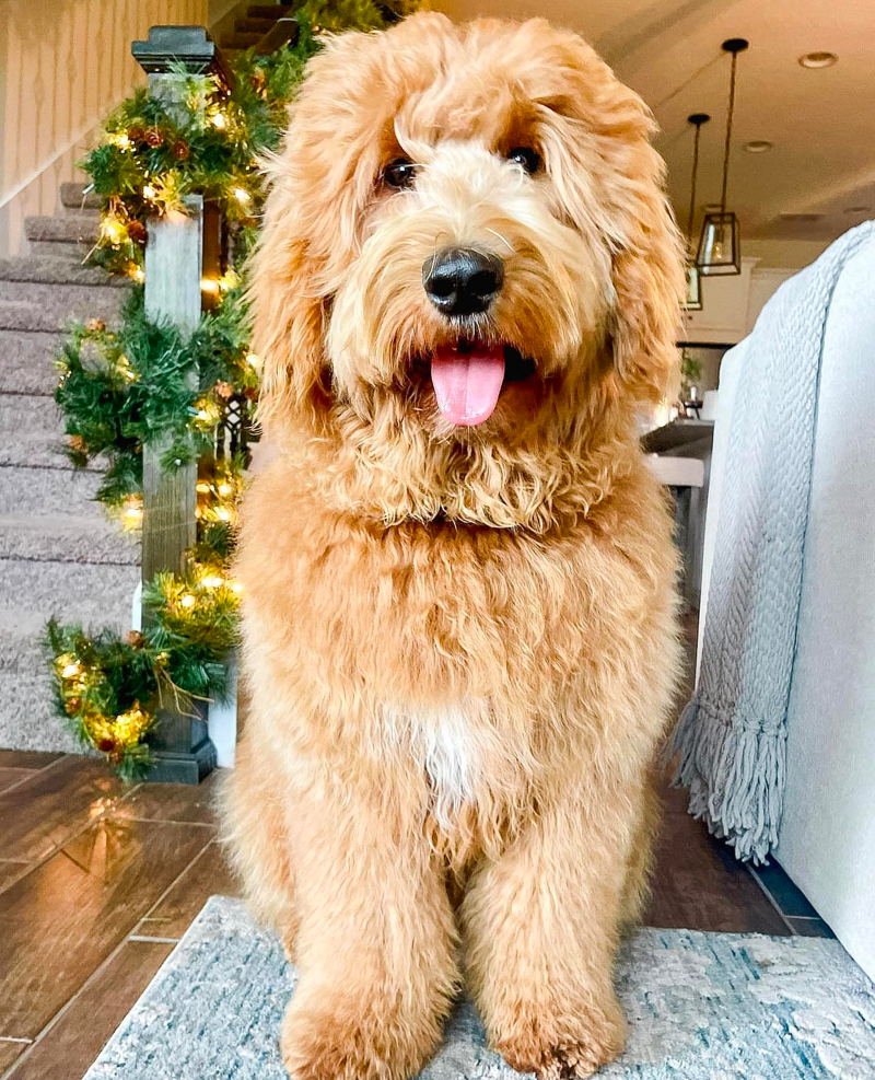 full grown english goldendoodle