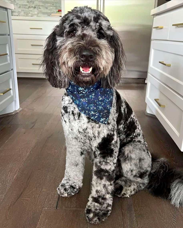 What is A Merle Goldendoodle?