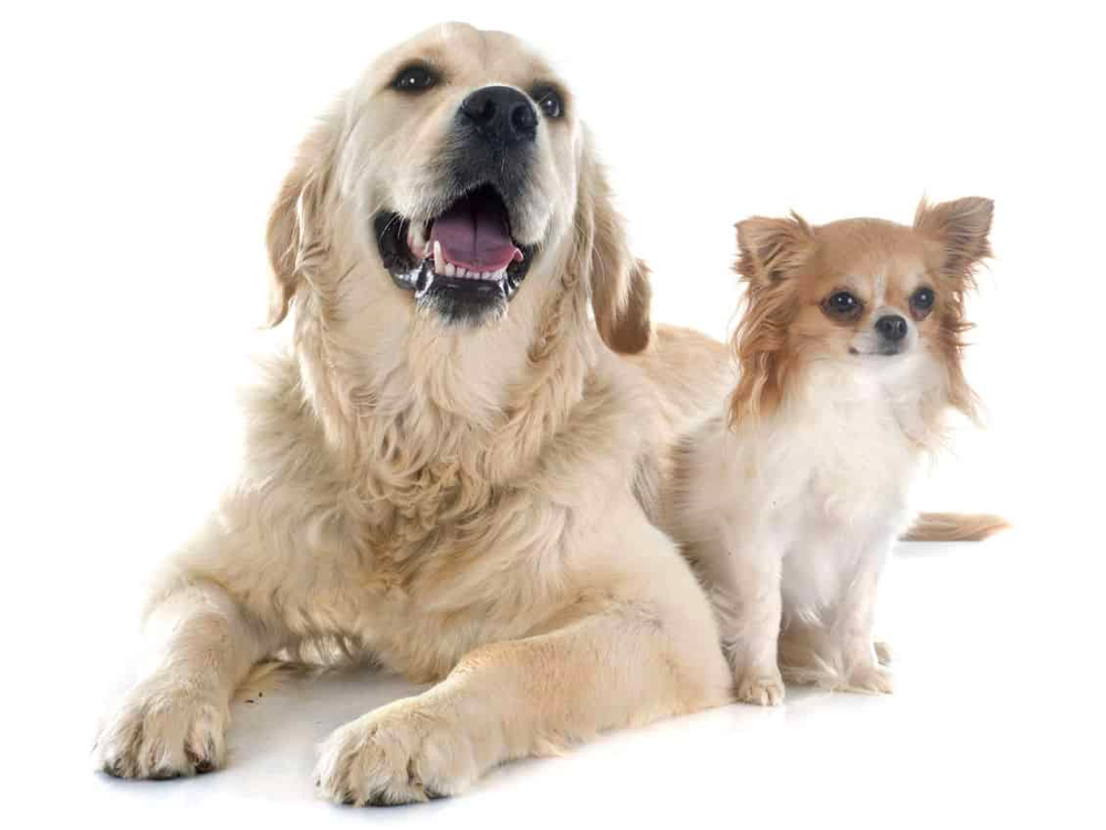 golden retriever and chihuahua mix