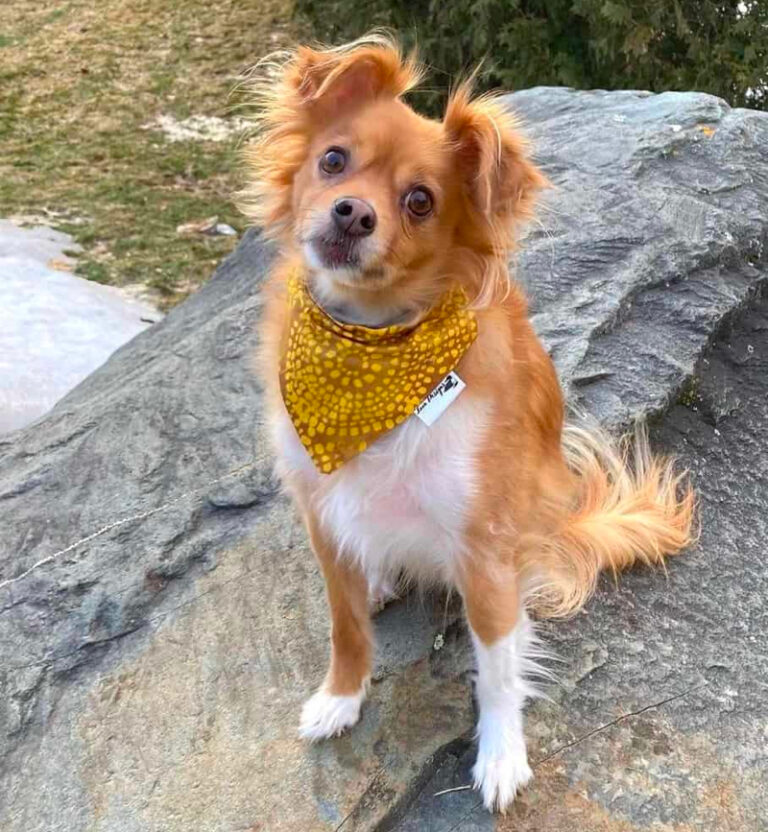 Golden Retriever Chihuahua Mix A Little Dog With Huge Personality