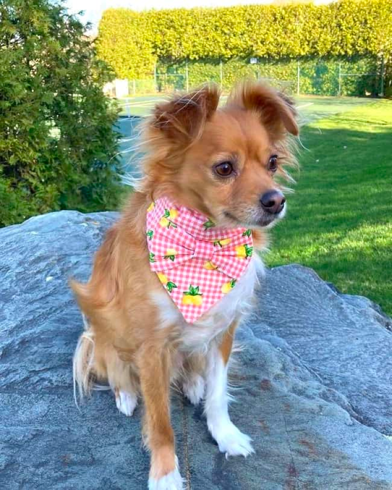 golden retriever mix with chihuahua