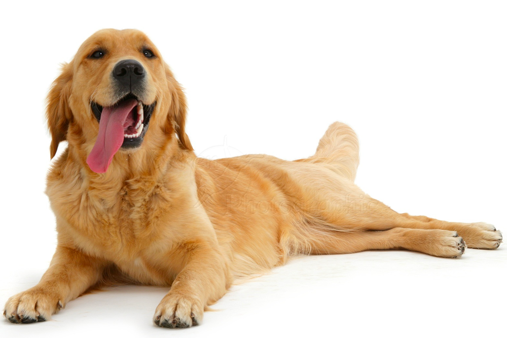 golden retriever panting