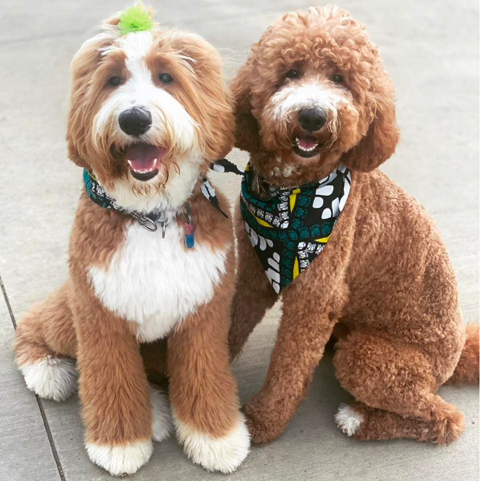 goldendoodle lifespan